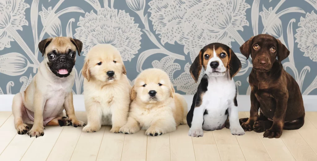 6 beste hunderasene som er perfekte for små rom